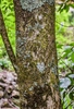 Sycopsis sinensis