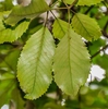 Sycopsis sinensis