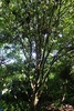 Sycopsis sinensis