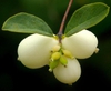 Symphoricarpos albus