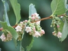 Symphoricarpos albus