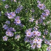 Symphyotrichum laeve 'Bluebird'