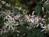 Symphyotrichum lateriflorum