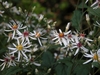 Composite flowers