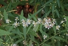 Cluster of composite flowers