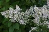 Cluster of flowers at end of branch