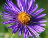 Closeup of center disc flowers with purple rays
