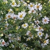 Flowers and leaves.
