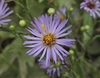 Purplish rays surrounding dark yellow dis flowers
