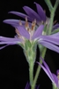Side view of flower (Montgomery County, NC)-Mid Fall
