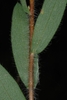 Underside of leaves (Montgomery County, NC)-Mid Fall