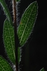 Front of leaves (Montgomery County, NC)-Mid Fall