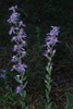 Stem and flowers (Montgomery County, NC)-Mid Fall