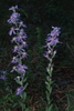 Stem and flowers (Montgomery County, NC)-Mid Fall