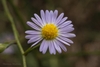 Pale lavender rays surrounding yellow disc flowers