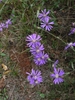 Puple ray flowers surrounding disc flowers
