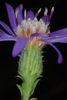side view of flower (Georgia, US)-Late Symphyotrichum georgianum