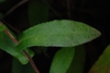 Leaf close-up (Georgia, US)-Late Fall