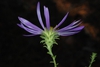 Bottom view of flower (North Carolina, US)-Mid Fall