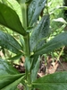 Stem