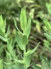Upper leaves ar upright growing