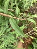 Lower leaf