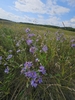 Form in bloom of the smooth blue aster