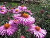 Symphyotrichum novae-angliae