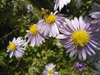 Symphyotrichum novi-belgii