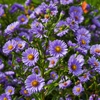 Flowers of 'Royal Blue'
