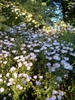 Symphyotrichum novi-belgii