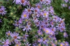 'Fannys' Flower and Leaf