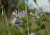 Flowers, buds and stem