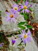 Symphyotrichum patens