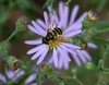 Symphyotrichum patens