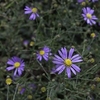 Delicate purple flowers.