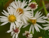 Symphyotrichum pilosum
