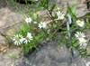 In a rocky garden.