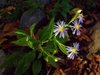 Aster prenanthoides