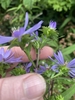 underside of flower sowing green bracts