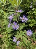 Flowers and leaves