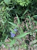 Linear green leaves