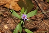 Form