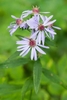 Purplish ray florets around yellow disc flowers