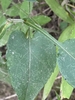Winged stem and leaf
