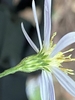 Side view of flower