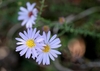 Flower detail