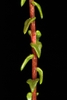 Stem