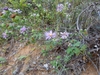 Form in native habitat