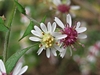 Flowers and leaves with hairs